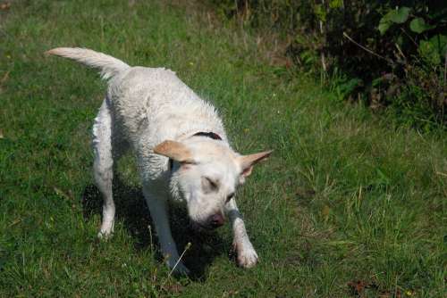Labrador Water Wet Shake Saar River Dog Animal
