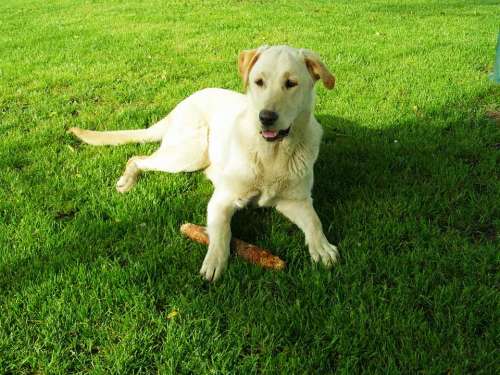 Labrador Retriever Dog Outdoors Animal