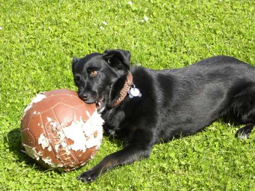 Labrador Dog Football Play Chewed Chewed Through