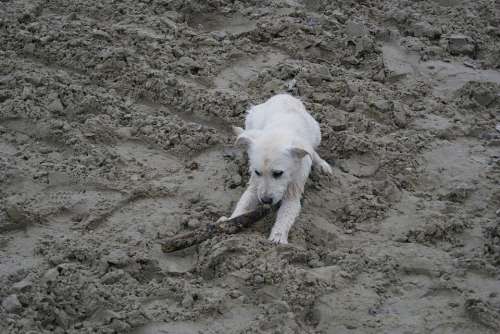 Labrador Puppy White Dog