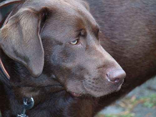 Labrador Dog Pet Dark Brown Head Snout