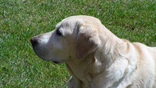 Labrador Dog Animal Pet Doggy
