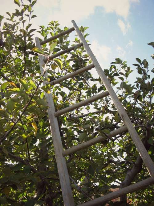 Ladder Apple Orchard Tree Sky Clouds Autumn