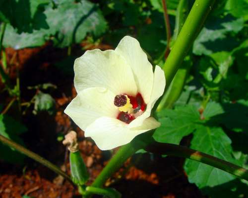 Lady Finger Flower Okra Vegetable Dharwad India
