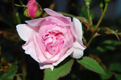 Lady Salisbury Rose Rose Pink Blossom Bloom Petals