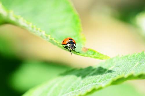 Ladybird Seven-Spot Ladybird Front View