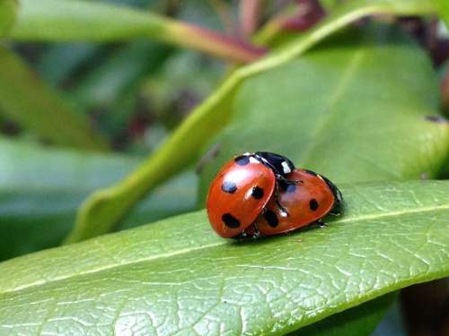 Ladybird Ladybug Leaf Garden Nature Insect Bug