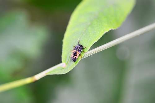 Ladybird Larvae Adult Larvae