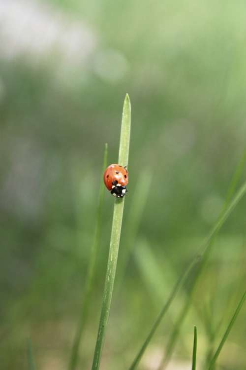 Ladybug Insect The Beetle Grass The Details Of The
