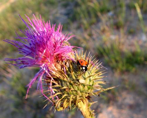 Ladybug Insect Animals Nature Thistle Plant