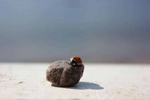 Ladybug Stone The Insect Pebbles