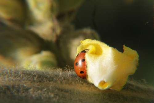 Ladybug Lucky Charm Aphids Scale Insects