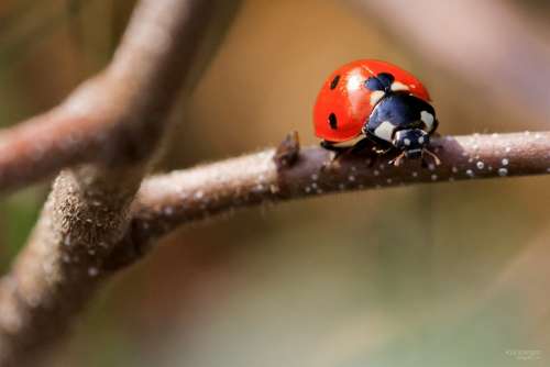 Ladybug Macro Bug Nature