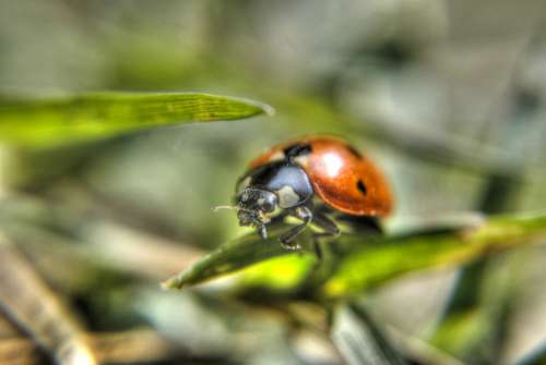 Ladybug Insect Grass The Details Of The Nature