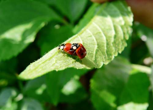 Ladybug Pairing Green Leaf Spring Beetle Insect