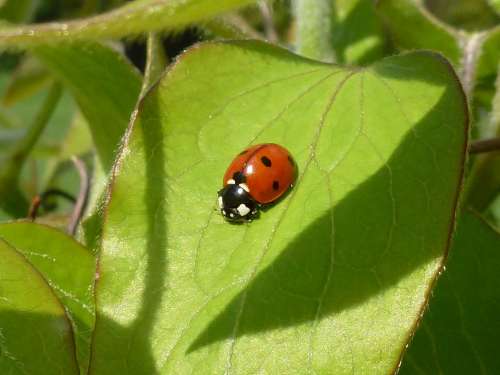 Ladybug Leaf Beetle Red Dots Lucky Charm Insect