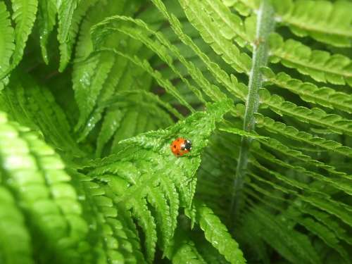 Ladybug Fern Nature Leaves Green