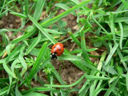 Ladybug Lucky Charm Insect Beetle Nature