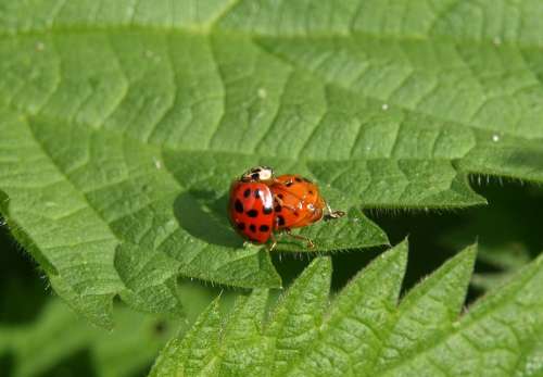 Ladybug Pairing Couple Pair Insect Beetle