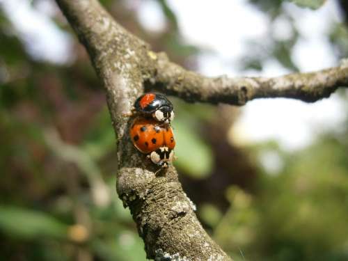 Ladybug Lucky Charm Insect Beetle Pairing