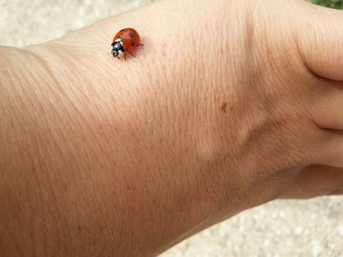 Ladybug Lucky Charm Luck Beetle Siebenpunkt