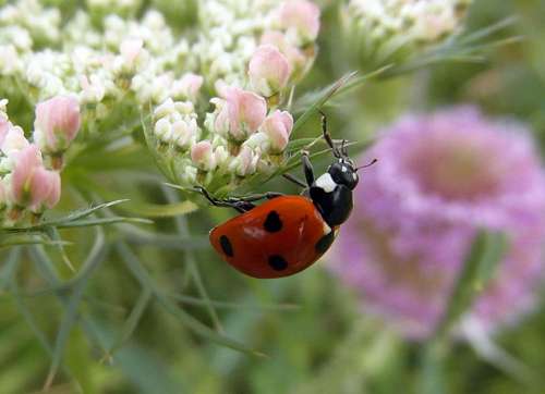 Ladybug Ladybird Sedmitečné Macro