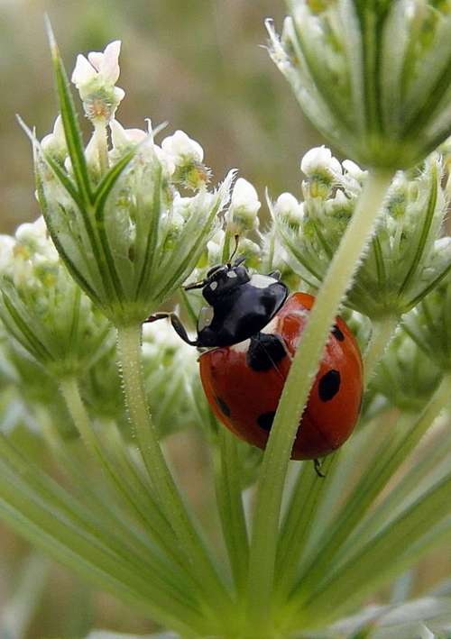 Ladybug Ladybird Sedmitečné Macro