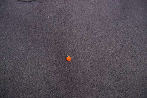 Ladybug Beetle Small Lucky Charm Red