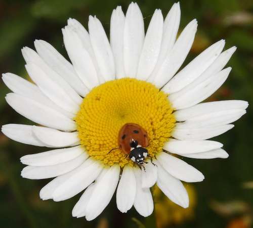 Ladybug Daisy Animal Plant Nature Flowers Insect
