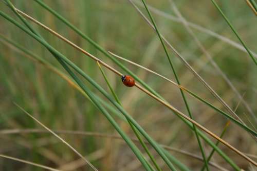 Ladybug Reed Grass Nature Grasses Landscape Rest
