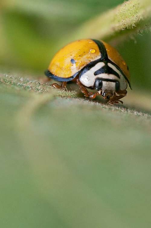 Ladybug Insect Macro Garden Bug Yellow Natural