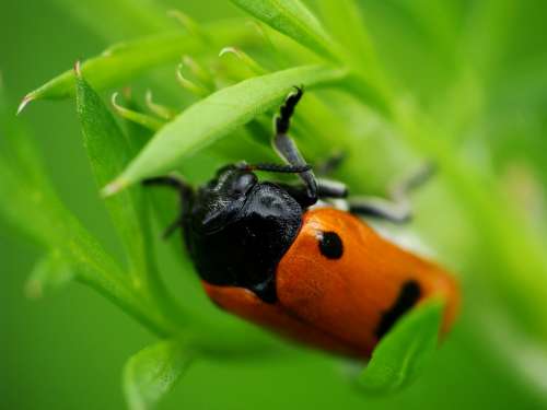 Ladybug Grass Worm Nature Insect