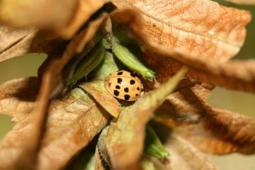 Ladybug Beetle Insect Leaves