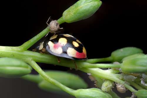 Ladybug Aphids Nature Insect Beetle Macro Plant