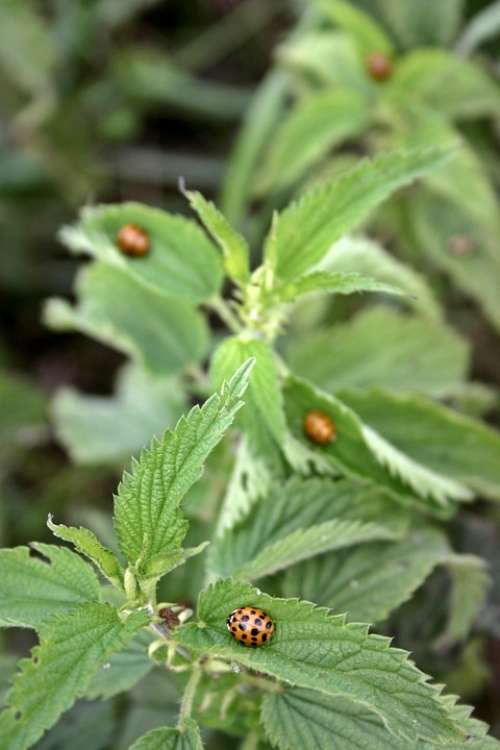 Ladybug Beetle Insect Nature Points Leaf Animal