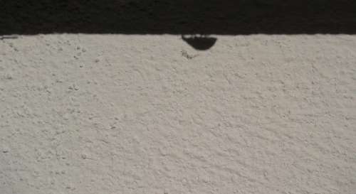 Ladybug Insect Shadow Wall Black And White