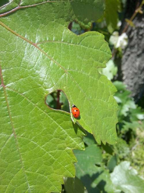 Ladybug Leaves Suspended Leaf