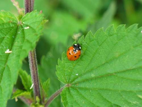 Ladybug Coccinellidae Insect Beetle Nature Animal