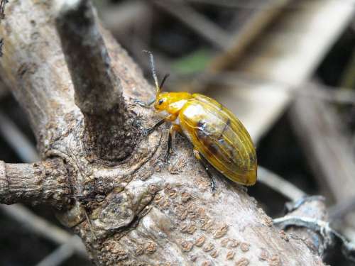 Ladybugs Insects Yellow The Tree Wood