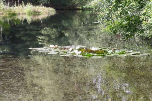 Lake Pools Biotope Water Lilies Nuphar
