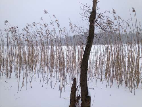 Lake Winter Ice Snow Landscape Frozen Brandenburg