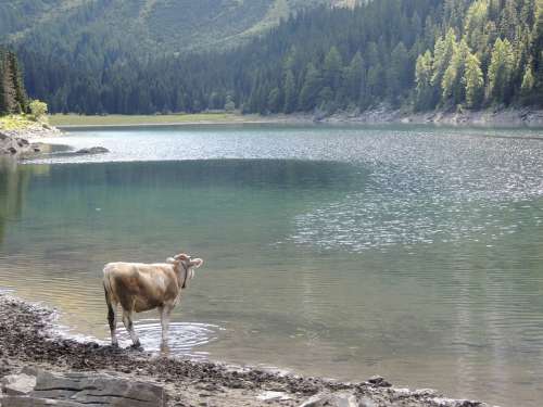 Lake Bergsee Cow Animal Ruminant Wild Drink
