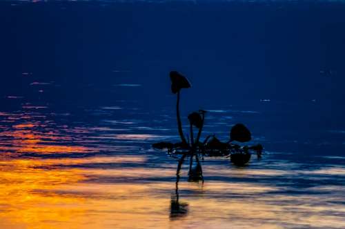 Lake Floating Plant Sunset Abendstimmung