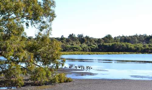 Lake Water Landscape Bird Reflection Australia