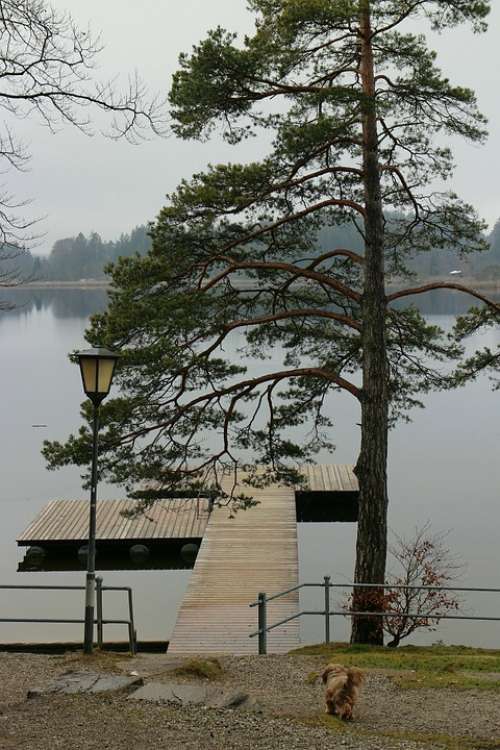 Lake Waters Tree Pine Web Boardwalk Lantern Mood