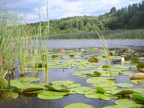 Lake Lily Field Water Lily Nuphar Lutea White