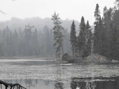 Lake Mist Fir Trees Scenic Trees Reflection