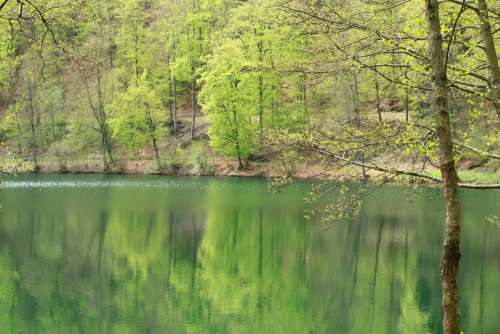 Lake Tree Trees Mirroring Reflections Water