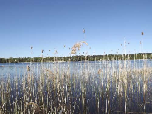Lake Reed Bank Nature