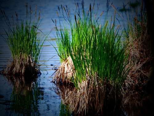 Lake Water Reed Grasses Mood Waters